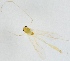  (Microtendipes rydalensis - ZMUO.025111)  @12 [ ] CreativeCommons - Attribution Non-Commercial (2015) Marko Mutanen University of Oulu