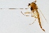  (Paracladopelma laminatum - ZMUO.025161)  @12 [ ] CreativeCommons - Attribution Non-Commercial (2015) Marko Mutanen University of Oulu