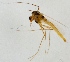  (Tanytarsus volgensis - ZMUO.025186)  @13 [ ] CreativeCommons - Attribution Non-Commercial (2015) Marko Mutanen University of Oulu