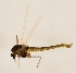  (Tanytarsus norvegicus - ZMUO.029782)  @11 [ ] CreativeCommons - Attribution Non-Commercial (2016) Marko Mutanen University of Oulu