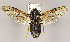  (Trichiosoma nr. nigricoma - ZMUO.029906)  @14 [ ] CreativeCommons - Attribution Non-Commercial (2016) Marko Mutanen University of Oulu