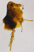  ( - ZMUO.030252)  @11 [ ] CreativeCommons - Attribution Non-Commercial (2018) Marko Mutanen University of Oulu