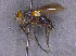  (Trafoia gemina - ZMUO.030397)  @11 [ ] CreativeCommons - Attribution Non-Commercial (2018) Marko Mutanen University of Oulu