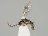  (Smicroplectrus borealis - ZMUO.037777)  @12 [ ] CreativeCommons - Attribution Non-Commercial (2018) Marko Mutanen University of Oulu