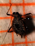  ( - ZMUO.047314)  @11 [ ] by-nc (2022) Erkka Laine University of Oulu