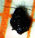  ( - ZMUO.047338)  @11 [ ] by-nc (2022) Erkka Laine University of Oulu