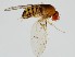  (Drosophila chedii - ZMUO.062291)  @11 [ ] by-nc (2021) Marko Mutanen University of Oulu