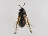  (Trichiosoma nr. scalesii - ZMUO.064505)  @11 [ ] by-nc (2023) Marko Mutanen University of Oulu