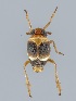 (Florodelphax paryphasma - ZMUO.065093)  @11 [ ] by-nc (2022) Marko Mutanen Luontoselvitys Kotkansiipi