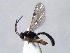 (Scambus atrocoxalis - ZMUO.066559)  @11 [ ] by-nc (2023) Pirjo Appelgren Friendship Park Research Centre