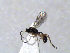  (Dolophron - ZMUO.066579)  @11 [ ] by-nc (2023) Pirjo Appelgren Friendship Park Research Centre