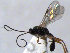  ( - ZMUO.066659)  @11 [ ] by-nc (2023) Pirjo Appelgren Friendship Park Research Centre