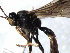  (Rhorus punctus - ZMUO.066779)  @11 [ ] by-nc (2023) Pirjo Appelgren Friendship Park Research Centre