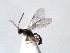  (Adelognathus cubiceps - ZMUO.066835)  @11 [ ] by-nc (2023) Pirjo Appelgren Friendship Park Research Centre