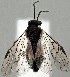  ( - ZMUO.077264)  @11 [ ] by-nc (2023) Marko Mutanen University of Oulu