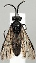  (Dolerus gibbosus - ZMUO.077443)  @11 [ ] by-nc (2023) Marko Mutanen University of Oulu