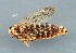  (Euscelis distinguenda - ZMUO.079253)  @11 [ ] by-nc (2024) Marko Mutanen University of Oulu
