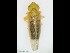  (Cosmotettix caudatus - ZMUO.079397)  @11 [ ] by-nc (2023) Petri Parkko Unspecified