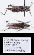  (Tetrix fuliginosa - ZMUO.087171)  @11 [ ] Unspecified (default): All Rights Reserved  Sami Karjalainen Unspecified