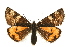  (Archiearis - MM05391)  @15 [ ] CreativeCommons - Attribution (2010) Marko Mutanen Centre for Biodiversity Genomics