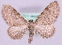  (Eupithecia pernotata - MM18481)  @15 [ ] No Rights Reserved (2011) Marko Mutanen University of Oulu