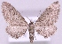  (Eupithecia gelidata - MM18654)  @14 [ ] No Rights Reserved (2011) Marko Mutanen University of Oulu