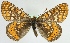  (Euphydryas aurinia - MM18691)  @15 [ ] CreativeCommons - Attribution Non-Commercial (2012) Marko Mutanen University of Oulu