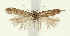  (Scrobipalpa hyssopi - TLMF Lep 24909)  @11 [ ] CreativeCommons - Attribution Non-Commercial Share-Alike (2017) Peter Buchner Tiroler Landesmuseum