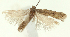  (Scrobipalpa halonella - TLMF Lep 24914)  @11 [ ] CreativeCommons - Attribution Non-Commercial Share-Alike (2017) Peter Buchner Tiroler Landesmuseum