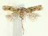  (Scrobipalpa kasyi - TLMF Lep 24915)  @11 [ ] CreativeCommons - Attribution Non-Commercial Share-Alike (2017) Peter Buchner Tiroler Landesmuseum