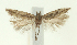  (Scrobipalpa thymelaeae - TLMF Lep 24920)  @11 [ ] CreativeCommons - Attribution Non-Commercial Share-Alike (2017) Peter Buchner Tiroler Landesmuseum