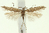 (Scrobipalpa seniorum - TLMF Lep 24927)  @11 [ ] CreativeCommons - Attribution Non-Commercial Share-Alike (2017) Peter Buchner Tiroler Landesmuseum