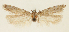  ( - TLMF Lep 24991)  @11 [ ] CreativeCommons - Attribution Non-Commercial Share-Alike (2017) Peter Buchner Tiroler Landesmuseum