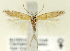  (Scrobipalpa lutea - TLMF Lep 24992)  @11 [ ] CreativeCommons - Attribution Non-Commercial Share-Alike (2017) Peter Buchner Tiroler Landesmuseum