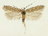  (Scrobipalpa grisea - TLMF Lep 24996)  @11 [ ] CreativeCommons - Attribution Non-Commercial Share-Alike (2017) Peter Buchner Tiroler Landesmuseum