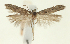 (Scrobipalpa caucasica - TLMF Lep 24998)  @11 [ ] CreativeCommons - Attribution Non-Commercial Share-Alike (2017) Peter Buchner Tiroler Landesmuseum