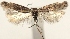  (Scrobipalpa mercantourica - TLMF Lep 25314)  @11 [ ] CreativeCommons - Attribution Non-Commercial Share-Alike (2017) Thierry Varenne Tiroler Landesmuseum