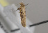  (Scrobipalpa suaedivorella - TLMF Lep 25320)  @11 [ ] CreativeCommons - Attribution Non-Commercial Share-Alike (2017) Peter Huemer Tiroler Landesmuseum