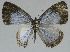  (Jamides soemias - USNM ENT 00711089)  @13 [ ] CreativeCommons - Attribution Share-Alike (2018) Unspecified Smithsonian Institution