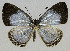  ( - USNM ENT 00711095)  @11 [ ] CreativeCommons - Attribution Share-Alike (2018) Unspecified Smithsonian Institution