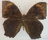  (Melanitis constantia - USNM ENT 00643523)  @14 [ ] Unspecified (default): All Rights Reserved  Unspecified Unspecified