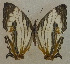  ( - USNM ENT 00643540)  @13 [ ] Unspecified (default): All Rights Reserved  Unspecified Unspecified