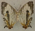  ( - USNM ENT 00643540)  @13 [ ] Unspecified (default): All Rights Reserved  Unspecified Unspecified