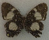  ( - USNM ENT 00643552)  @13 [ ] Unspecified (default): All Rights Reserved  Unspecified Unspecified