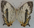  ( - USNM ENT 00643562)  @13 [ ] Unspecified (default): All Rights Reserved  Unspecified Unspecified
