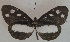  (Tellervo - USNM ENT 00645872)  @14 [ ] Unspecified (default): All Rights Reserved  Unspecified Unspecified