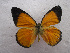  ( - USNM ENT 00645910)  @15 [ ] Unspecified (default): All Rights Reserved  Unspecified Unspecified