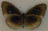  (Euploea batesii - USNM ENT 00645915)  @14 [ ] Unspecified (default): All Rights Reserved  Unspecified Unspecified