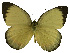  (Cepora abnormis - USNM ENT 00645937)  @14 [ ] Unspecified (default): All Rights Reserved  Unspecified Unspecified
