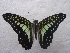  ( - USNM ENT 00645941)  @14 [ ] Unspecified (default): All Rights Reserved  Unspecified Unspecified